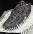 Bargain Coltraneia - Bug Eyed Trilobite #46056-5